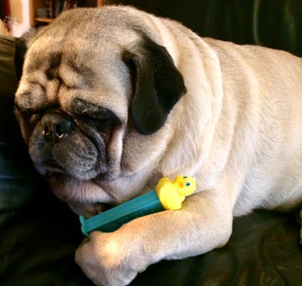 /images/uploads/pug nation rescue of los angeles/pugnation2020/entries/11316thumb.jpg